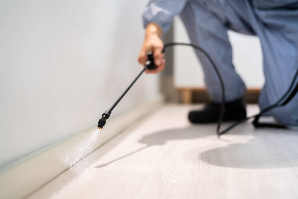 Rodent Entry Point Assessment in North Tustin