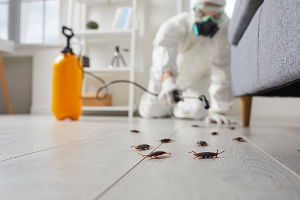 Commercial Rodent Management in North Tustin